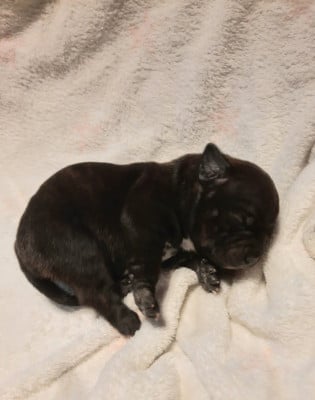 Les chiots de Staffordshire Bull Terrier