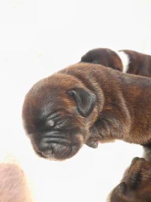 Les chiots de Staffordshire Bull Terrier