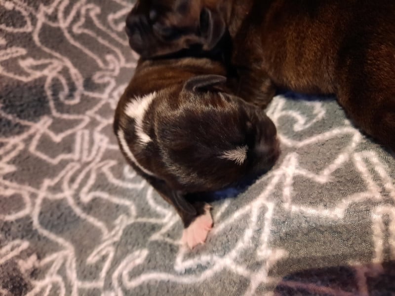 Staffordshire Bull Terrier - Du Domaine Des Kyanites