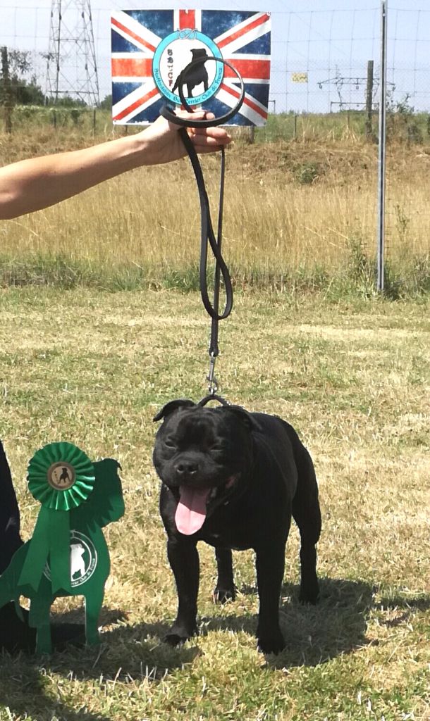 Magic master Du Domaine Des Kyanites - 4 ème EXCELLENT (sur 19)