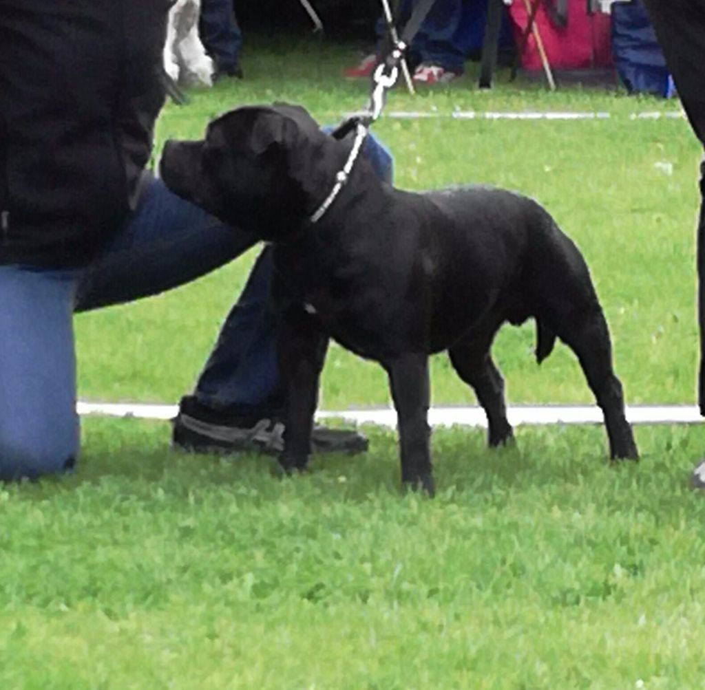 Magic master Du Domaine Des Kyanites - 3 ème EXCELLENT