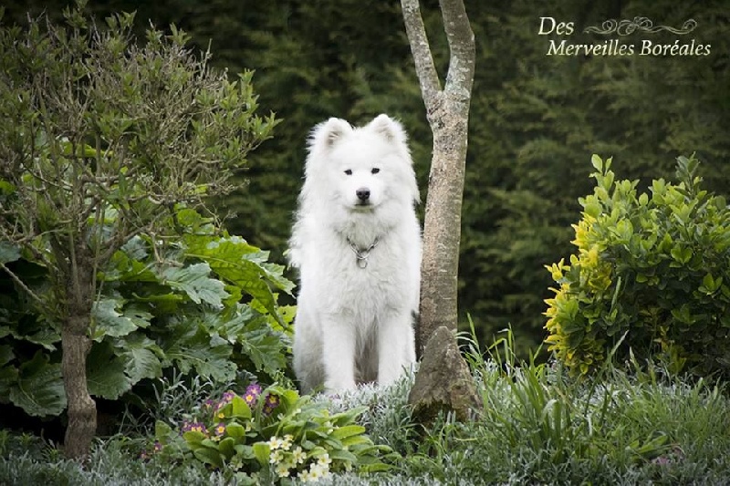 Publication : Of Romy's Dream Auteur : Des Merveilles Boréales