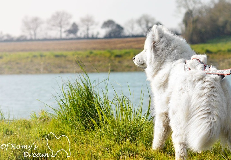Publication : Of Romy's Dream Auteur : Des Merveilles Boréales