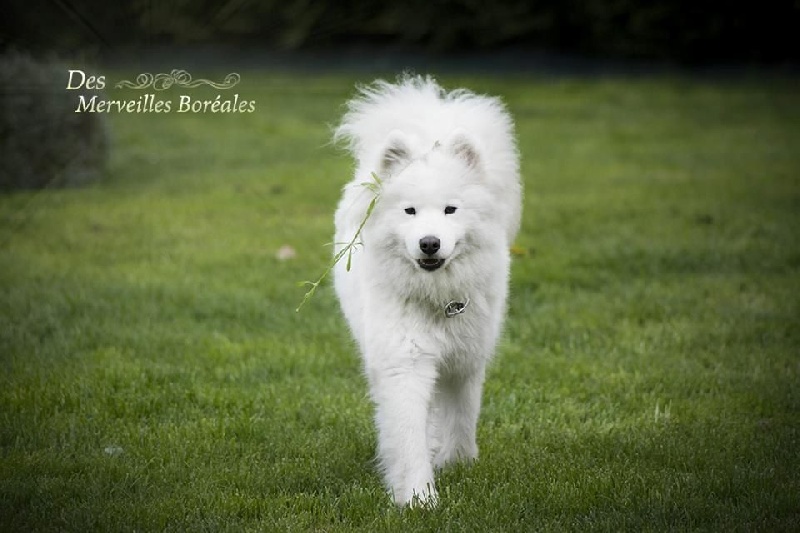 Publication : Of Romy's Dream Auteur : Des Merveilles Boréales