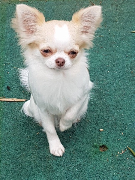 Publication : Des Moulins De St Roch Auteur : les moulins de st Roch