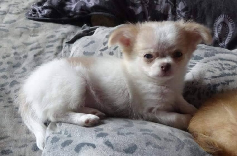 Publication : Des Moulins De St Roch Auteur : les moulins de st Roch