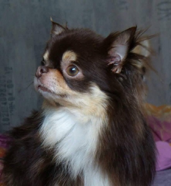 Publication : Des Moulins De St Roch Auteur : les moulins de st Roch