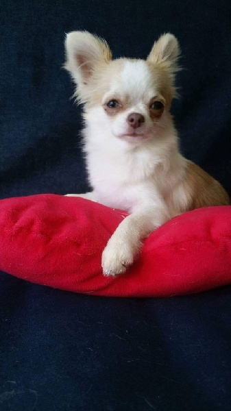 Publication : Des Moulins De St Roch Auteur : les moulins de st Roch