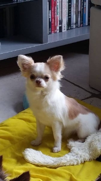 Publication : Des Moulins De St Roch Auteur : les moulins de st Roch