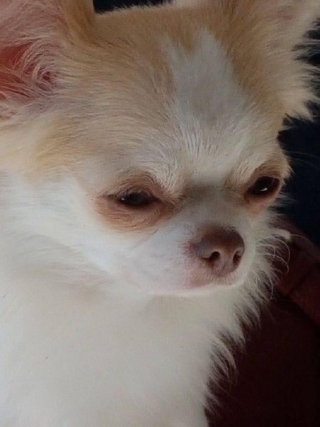 Publication : Des Moulins De St Roch Auteur : les moulins de st Roch