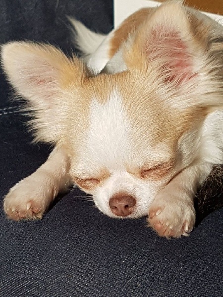 Publication : Des Moulins De St Roch Auteur : les moulins de st Roch