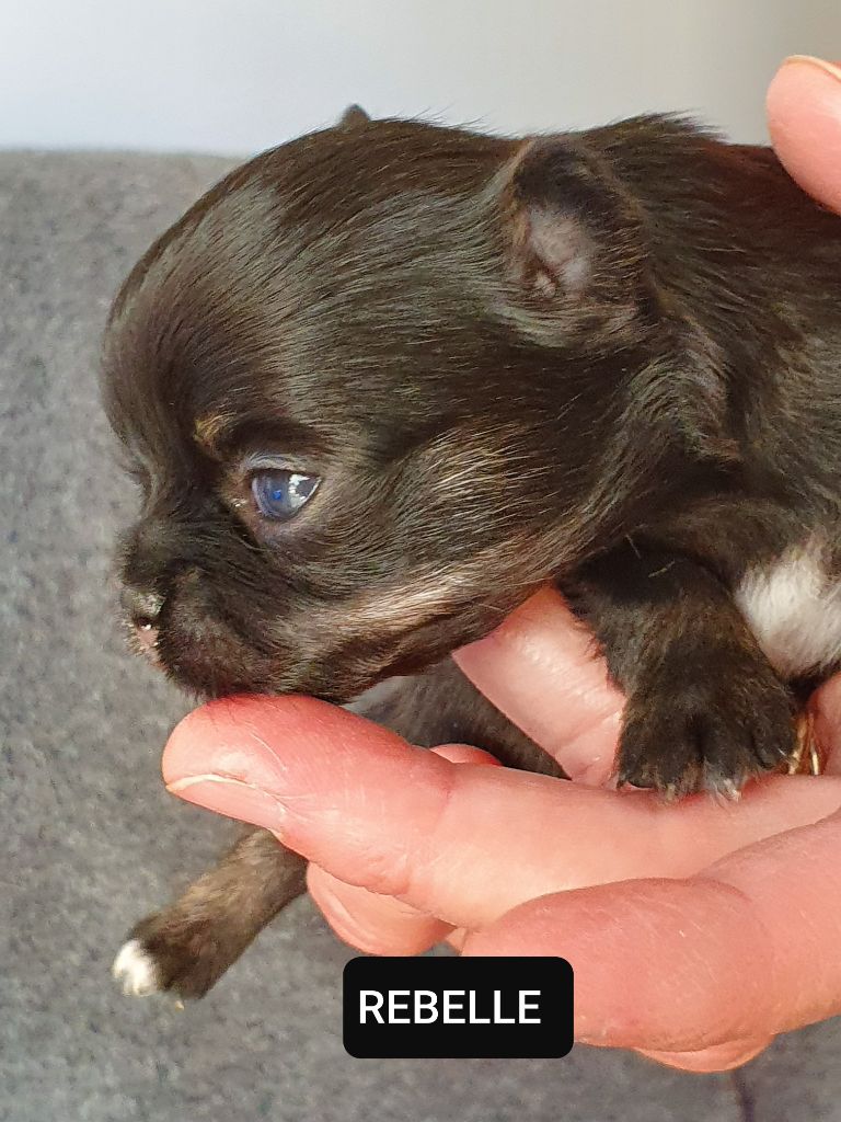 Chiot Chihuahua, rebelle, femelle disponible en Provence
