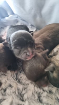 Les chiots de Chihuahua
