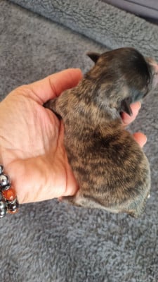 CHIOT 3 - Chihuahua