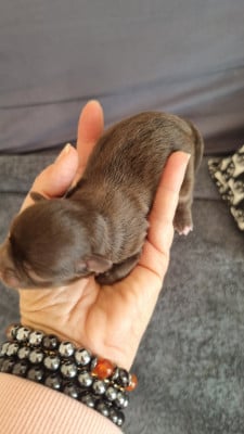 CHIOT 4 - Chihuahua