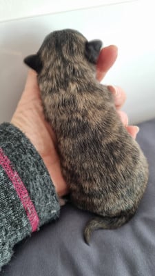 Les chiots de Chihuahua