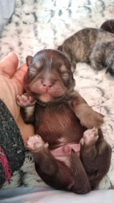 Les chiots de Chihuahua