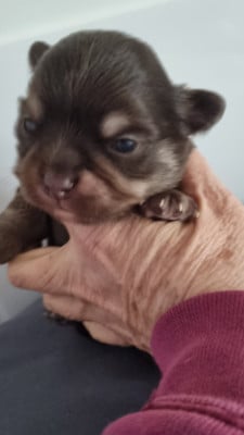 Les chiots de Chihuahua