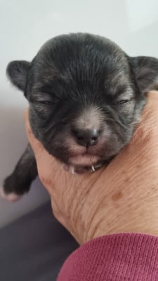 Les chiots de Chihuahua