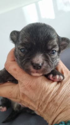 Les chiots de Chihuahua