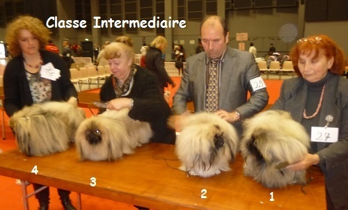 CH. Vannjty George 5 the king - 2em EXC