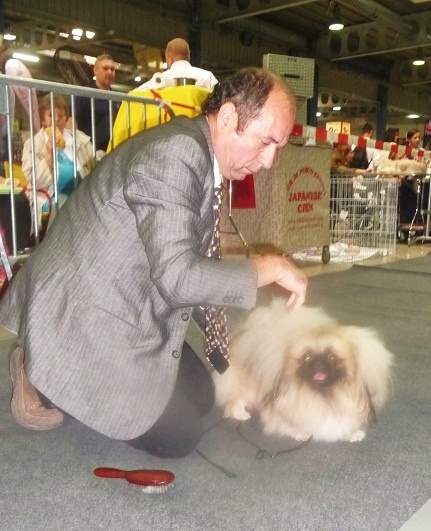 CH. Vannjty George 5 the king - Meilleur Jeune Male - Champion Junior Luxembourg