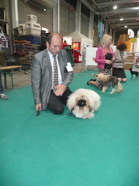 CH. Vannjty George 5 the king - MEILLEUR JEUNE