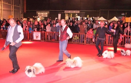 CH. Vannjty George 5 the king - C.A.C & C.A.C.I.B - B.O.B Meilleur de Race