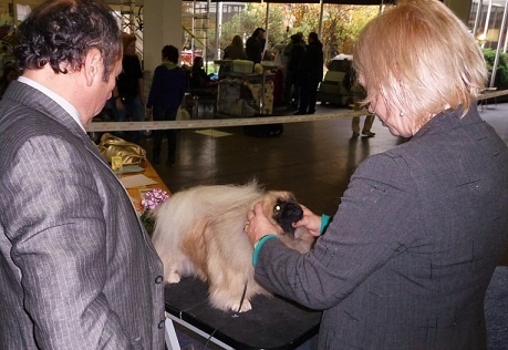 CH. Vannjty George 5 the king - 2em EXC