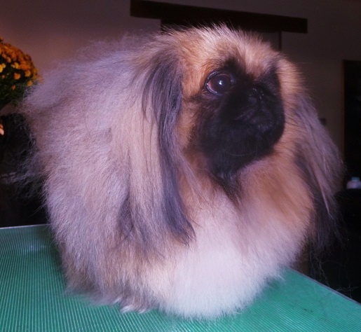 CH. Vannjty George 5 the king - C.A.C Meilleur Jeune et Meilleur de Race