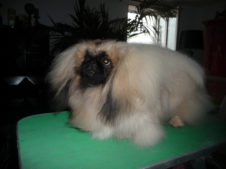 CH. Vannjty George 5 the king - Meilleur Male Jeune +4kg