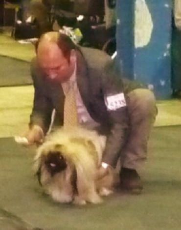 CH. Vannjty George 5 the king - 1er Exc. C.A.C