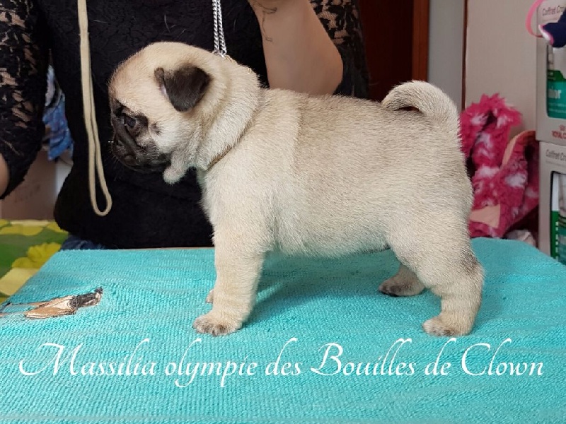 Massilia olympie Des Bouilles De Clown