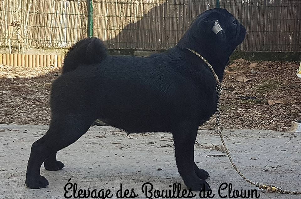 Mystique raven De La Schumeraie