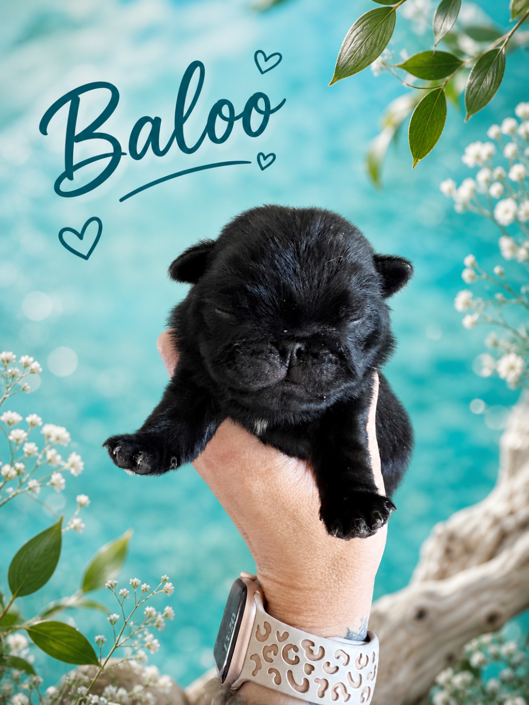 Baloo ( nom provisoire) - Carlin