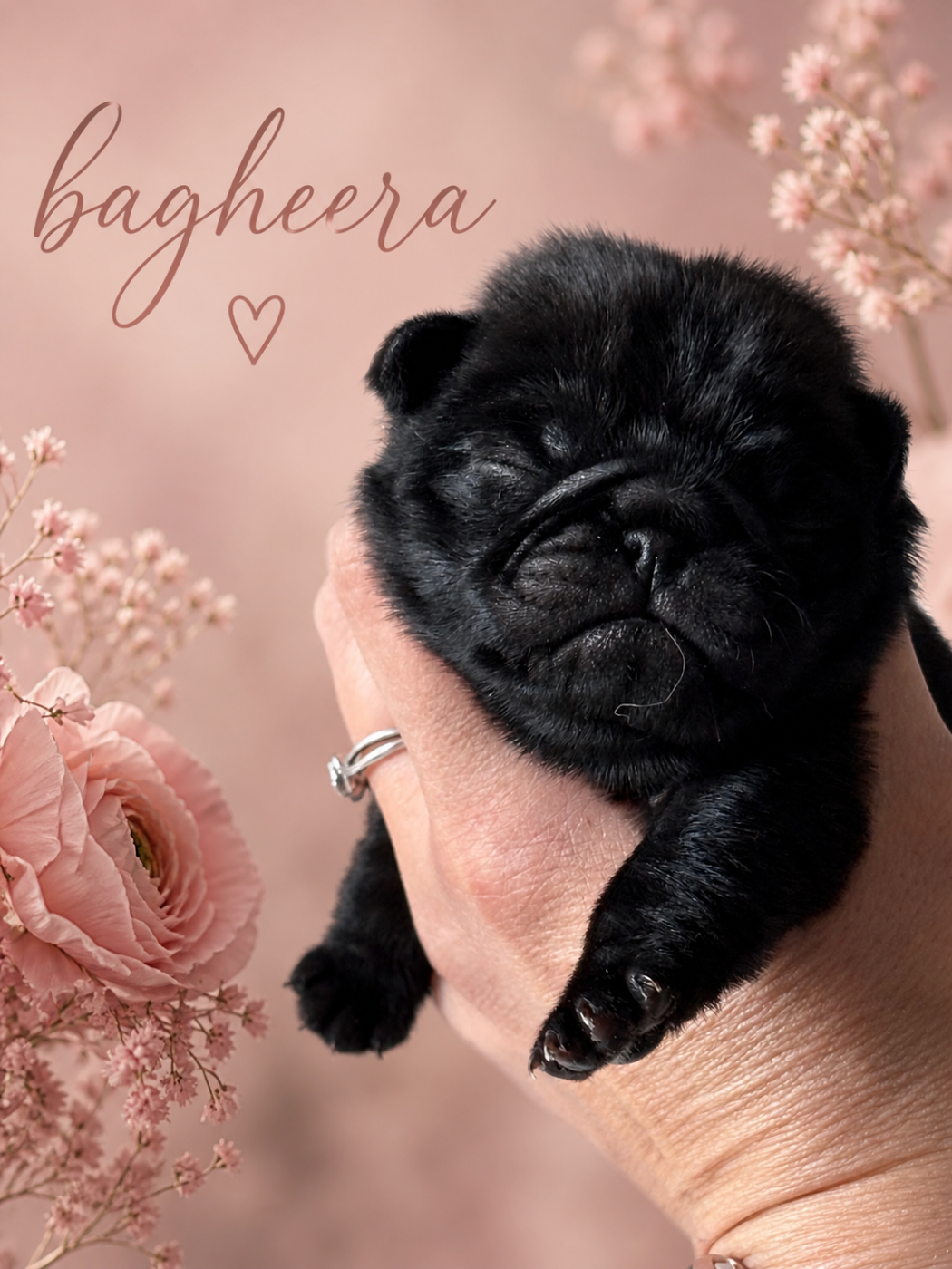 Bagheera - Carlin