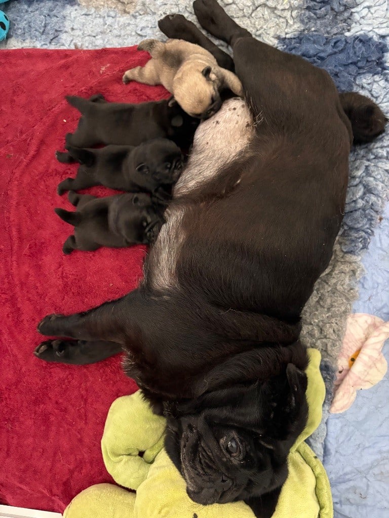 Carlin - Des Bouilles De Clown