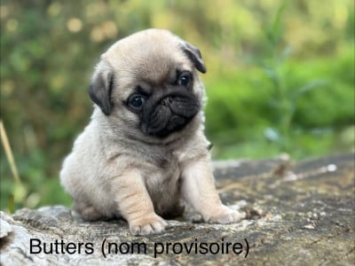 Les chiots de Carlin