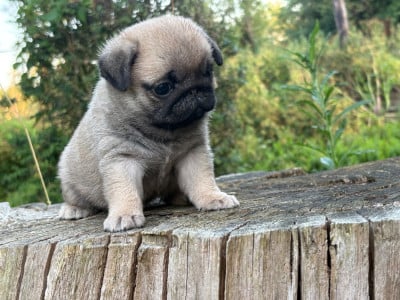 Les chiots de Carlin