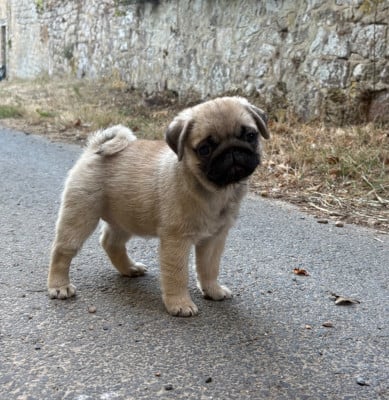 Les chiots de Carlin