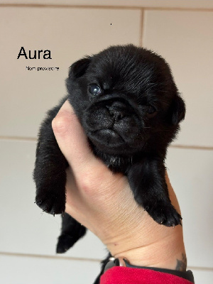 Les chiots de Carlin