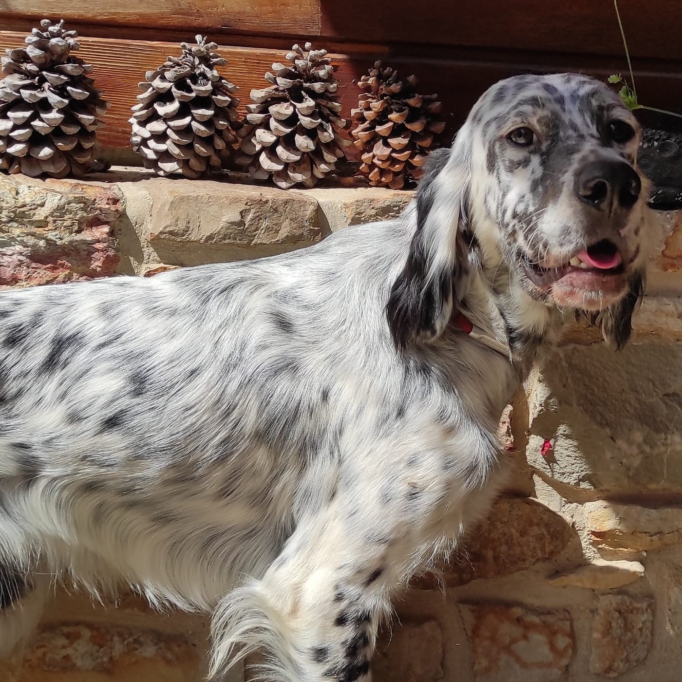 Publication : Des Miroirs De Haute Sève Auteur : MHS