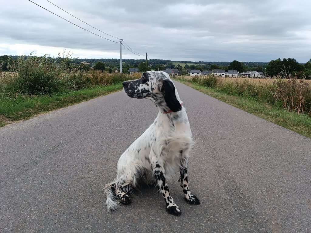 Tane du cordon des druides