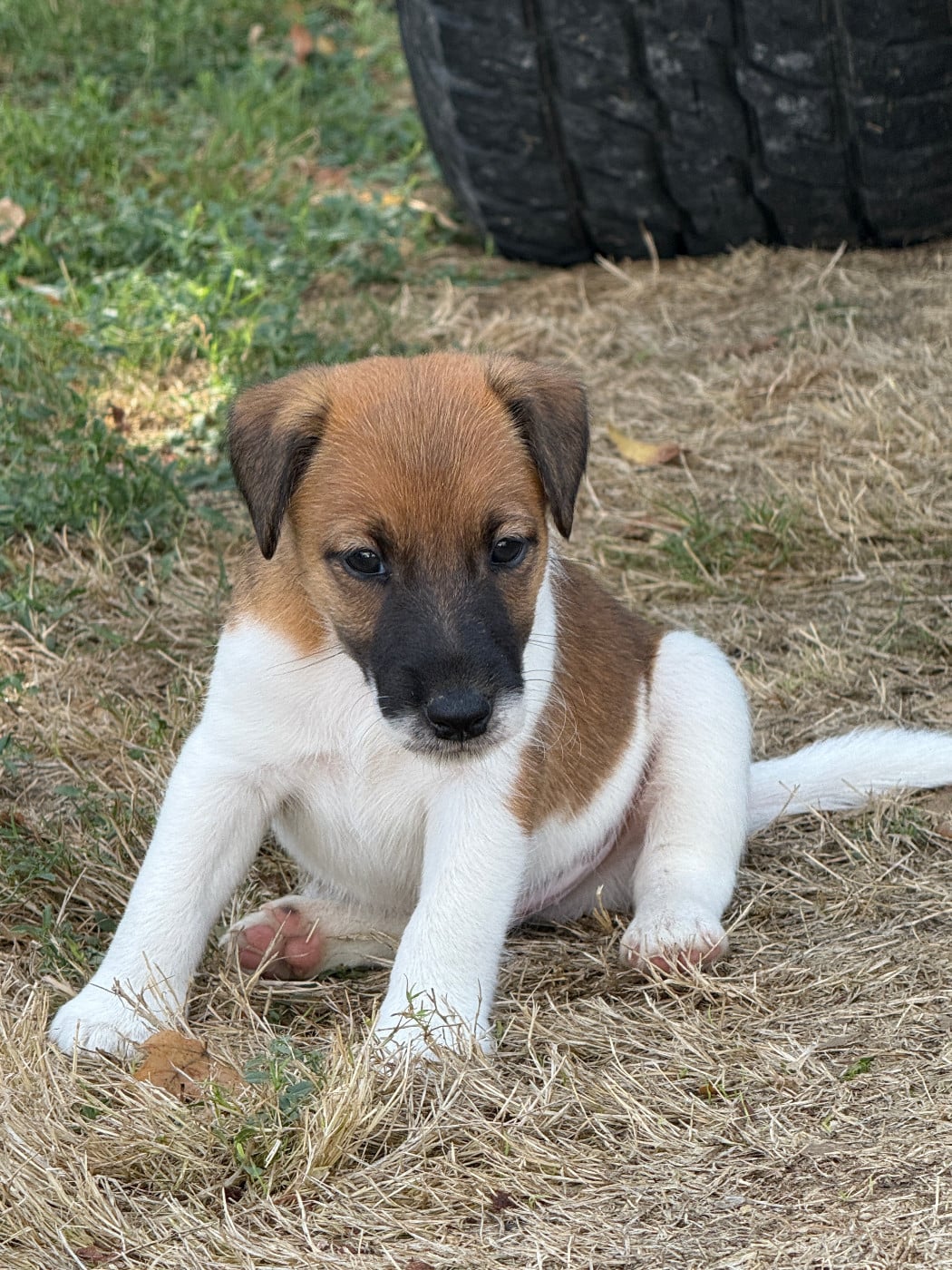 Fox Terrier Poil lisse - Des Crocs D'or De Pré