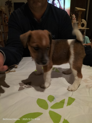 Les chiots de Fox Terrier Poil lisse