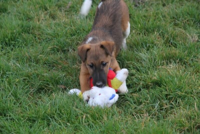 Les chiots de Fox Terrier Poil lisse
