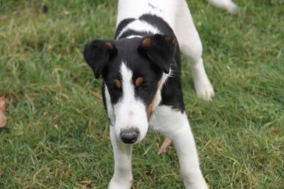 Les chiots de Fox Terrier Poil lisse