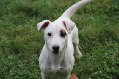 Jack Russell Terrier