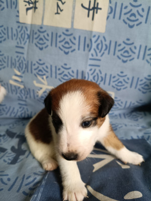 Les chiots de Fox Terrier Poil lisse