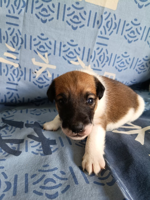 Les chiots de Fox Terrier Poil lisse